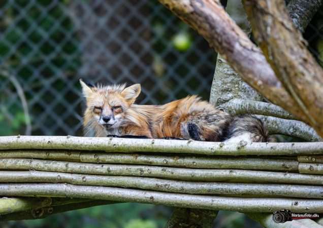 Skandinavisk Dyrepark 004