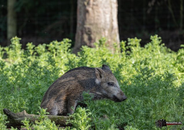 Skandinavisk Dyrepark 011