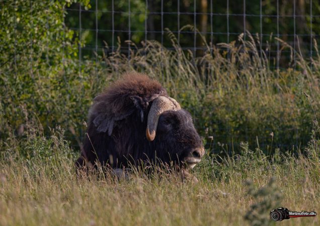 Skandinavisk Dyrepark 013