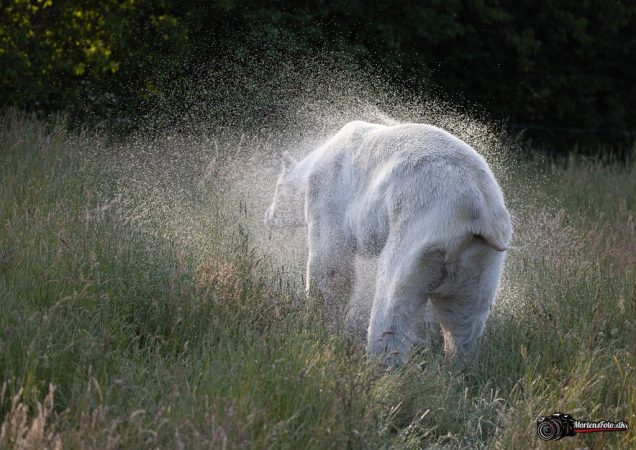 Skandinavisk Dyrepark 015