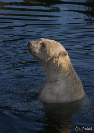 Skandinavisk Dyrepark 017