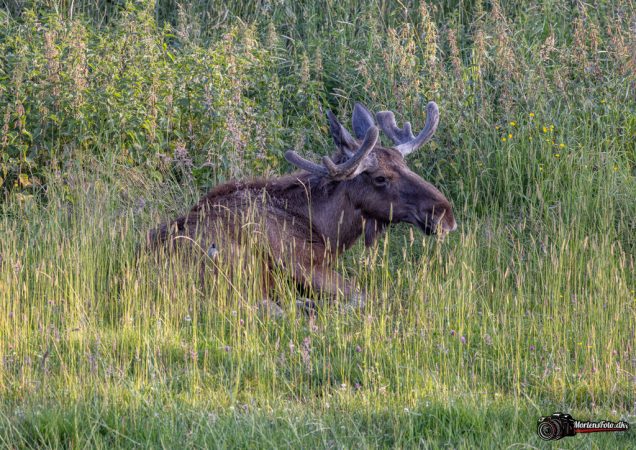 Skandinavisk Dyrepark 018