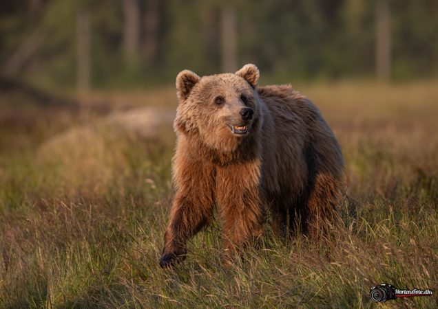 Skandinavisk Dyrepark 022